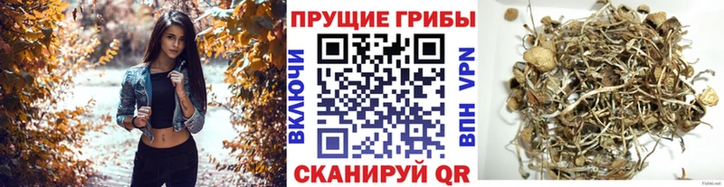 магазин    Полысаево  даркнет клад  Псилоцибиновые грибы Cubensis 